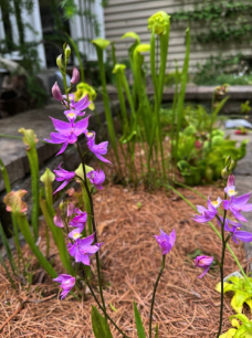 Calopogon Tuberosus grows in the bog shelf along with various carnivorous plants. 